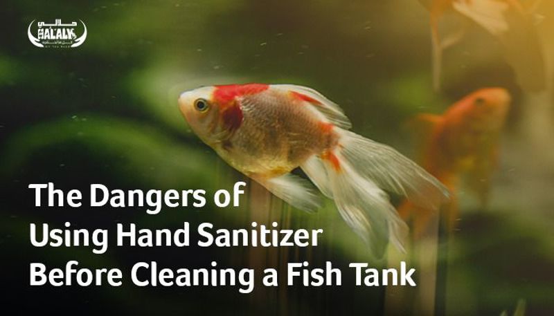 The Dangers of Using Hand Sanitizer Before Cleaning a Fish Tank
